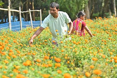 Flower farmers plucking marigold flowers from a flower garden in Bishalgarh area of Sepahijala district.